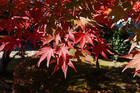 南田温泉蘋果園和紅楓