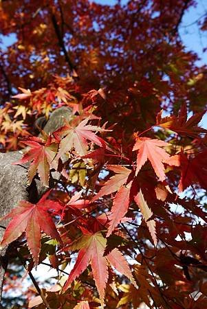 南田温泉蘋果園和紅楓