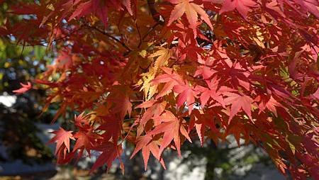 南田温泉蘋果園和紅楓