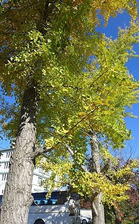 南田温泉蘋果園和紅楓