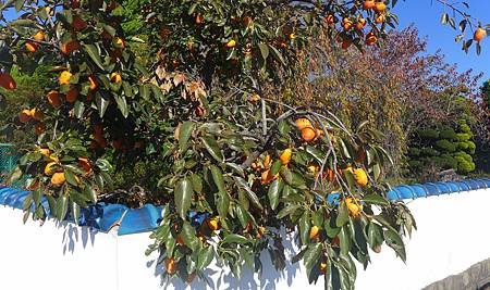 南田温泉蘋果園和紅楓