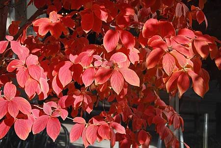 南田温泉蘋果園和紅楓