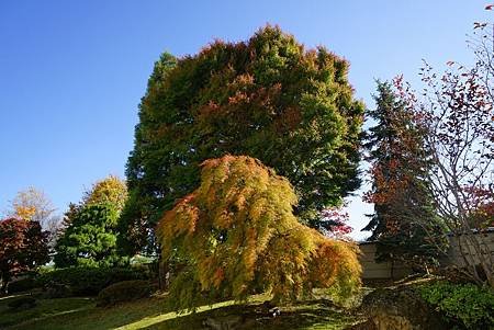 南田温泉蘋果園和紅楓