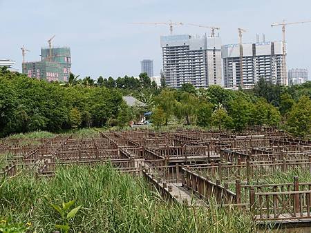 五緣濕地公園 (80).JPG