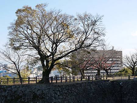 熊本城 (204)