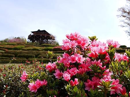 椎八重 (90)