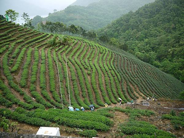 石碇千島湖 (100)