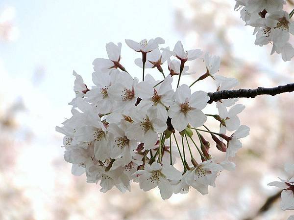 神戶須磨浦公園 (5)