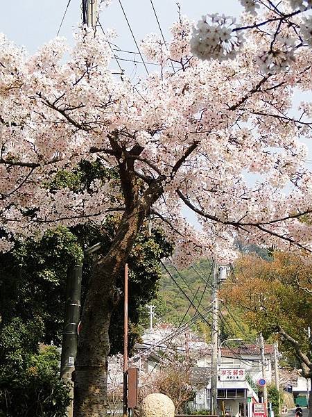 神戶須磨浦公園 (6)