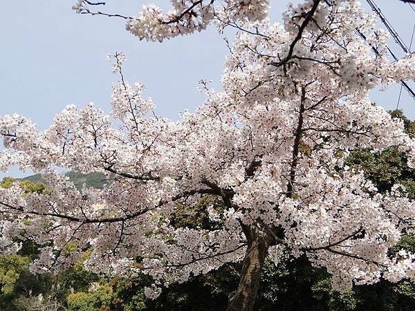 神戶須磨浦公園 (7)