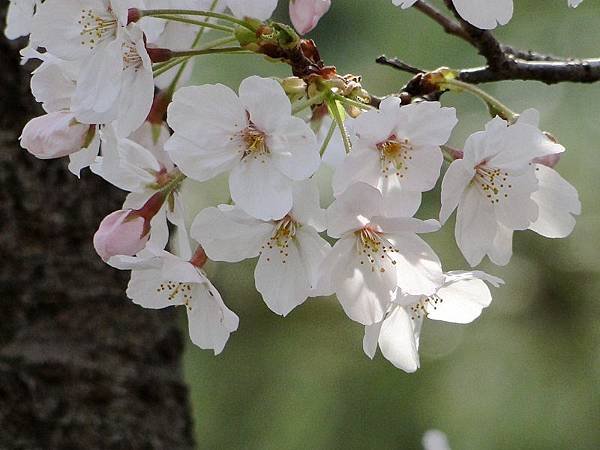 神戶須磨浦公園 (17)