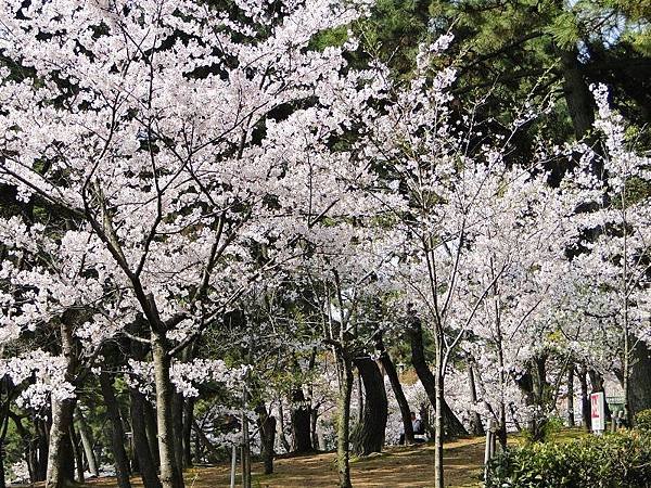 神戶須磨浦公園 (32)