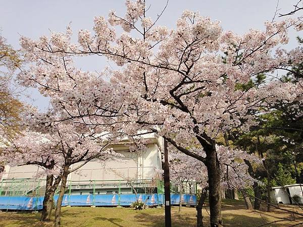 須磨浦公園 (4)