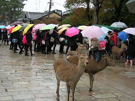 奈良東大寺 (5)