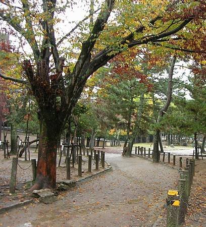 奈良東大寺 (8)