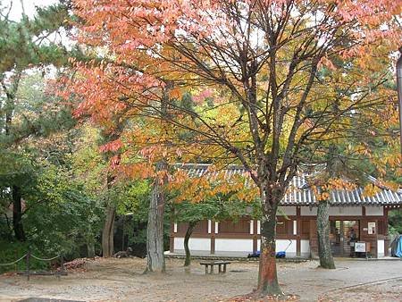 奈良東大寺 (91)