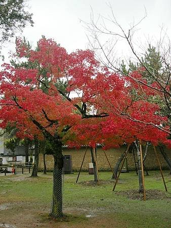 奈良東大寺 (94)