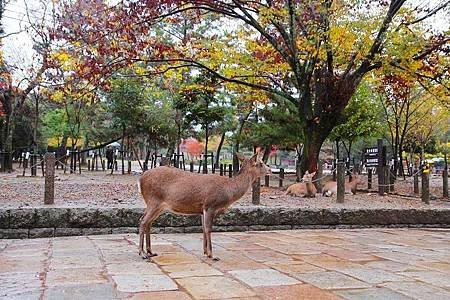 東大寺 (149)