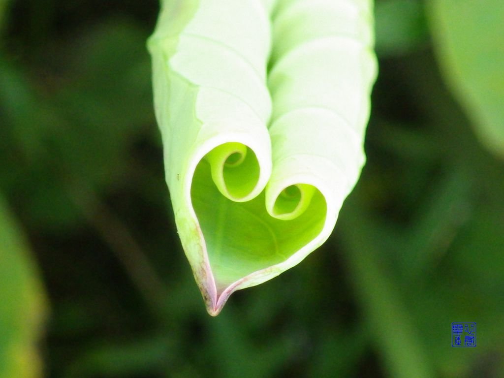 IMGP0590.JPG