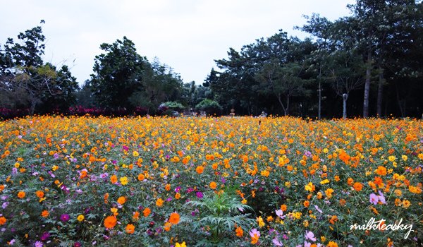 2013 花蓮 知卡宣森林公園 (1)