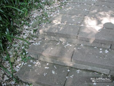 2009-油桐03