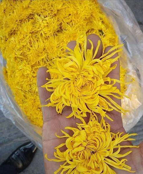 金絲皇菊
