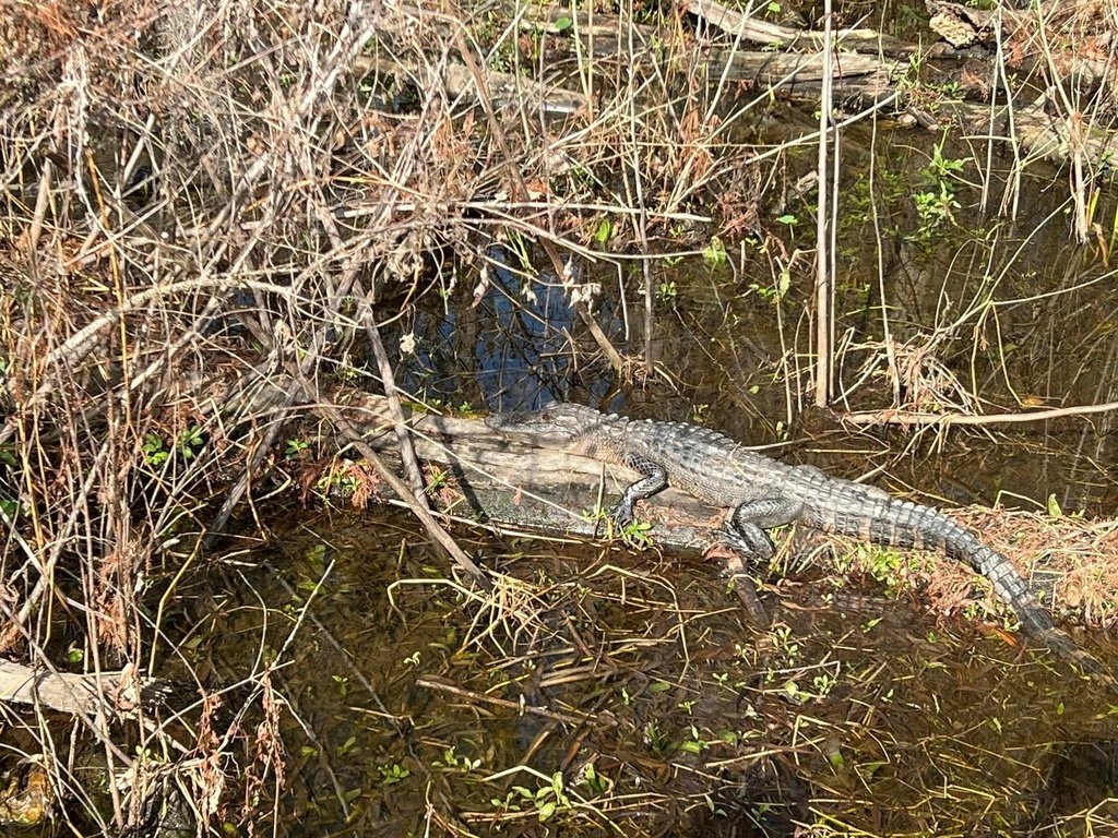 🇺🇸紐奧良｜與鱷魚🐊同遊在沼澤之中，卡軍 Cajun的水上人