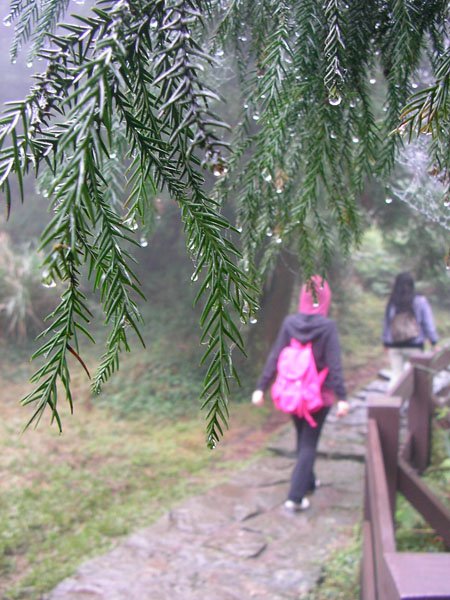 2009/02/15 陽明山賞櫻