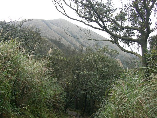 2009/02/15 陽明山賞櫻