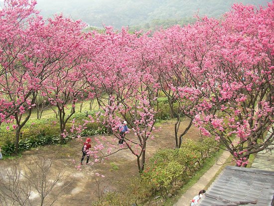 2009/02/15 陽明山賞櫻