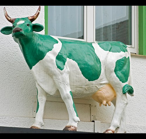 cow5.jpg