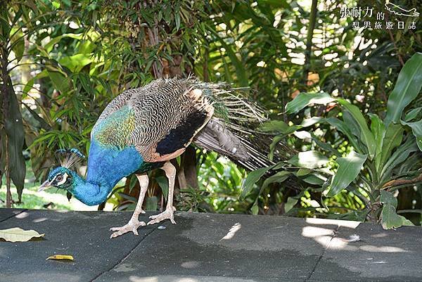 吉隆坡鳥園-6 拷貝.jpg