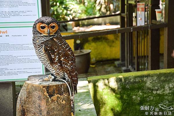 吉隆坡鳥園-13 拷貝.jpg