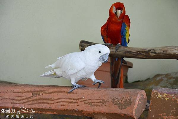 吉隆坡鳥園-28 拷貝.jpg