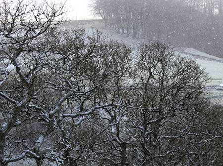 snow tree