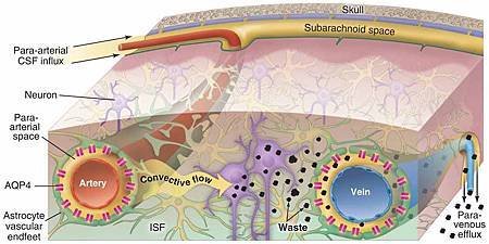 Nedergaard Science 2013.jpg