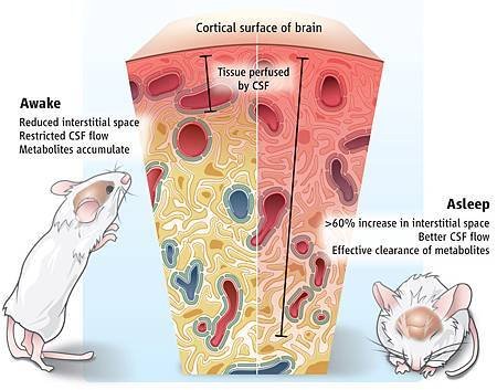 Brain IS volume variation.jpg