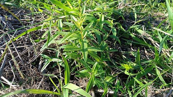 台灣油菊O