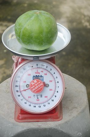 白柿