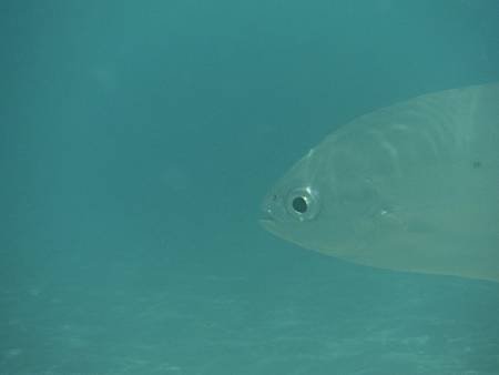 2014 10 31 Velassaru Maldives  (185).JPG