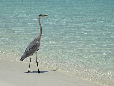 2014 10 31 Velassaru Maldives  (202).JPG