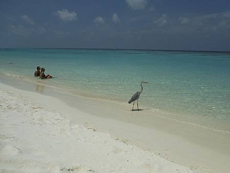 2014 10 31 Velassaru Maldives  (206).JPG