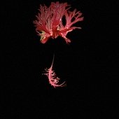 燈籠花首.jpg