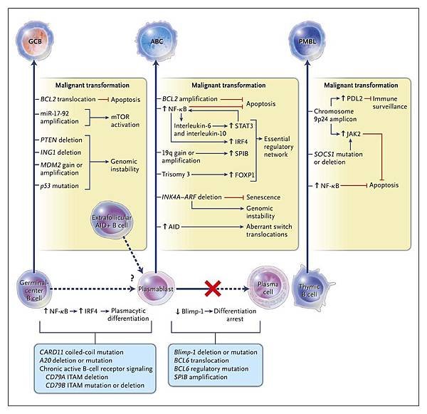 signal pathways