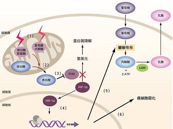 glycolysis