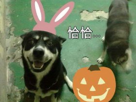 20100415326-001.jpg