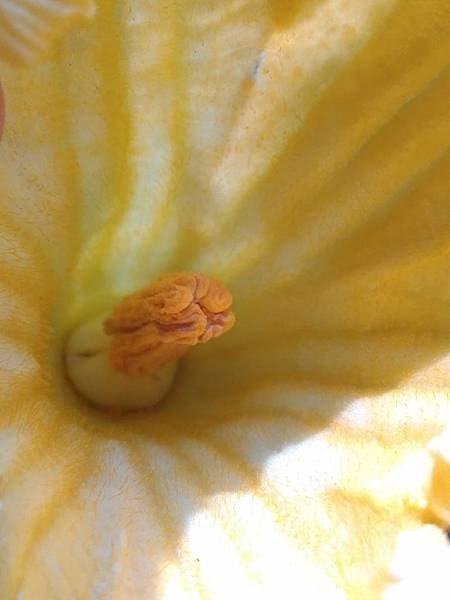 南瓜雄花花蕊.jpg