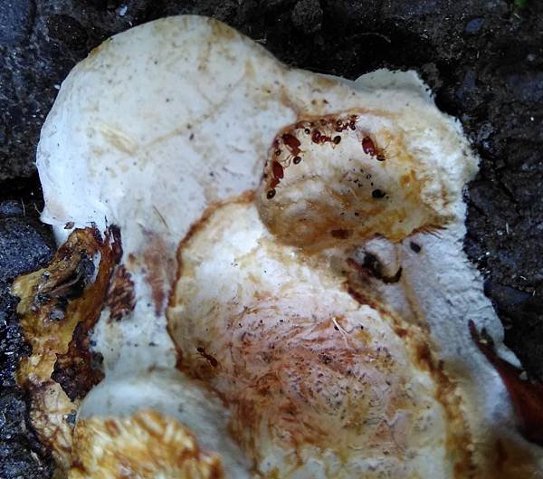 蟻食馬勃菌菇.jpg