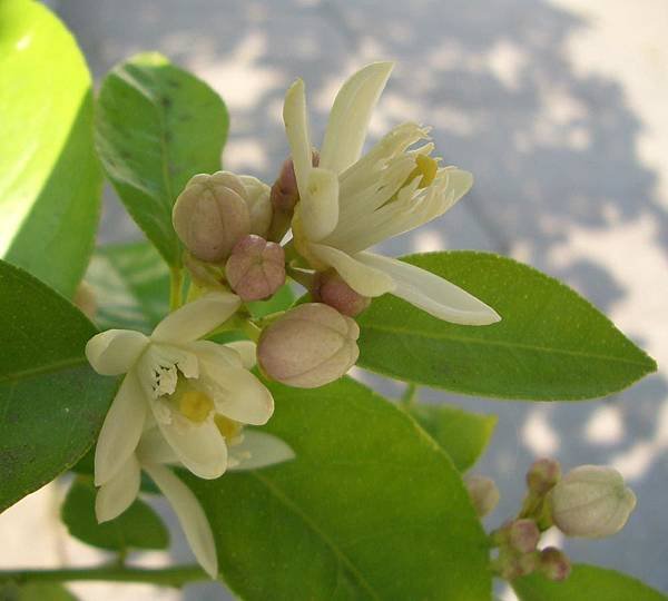 檸檬花.jpg