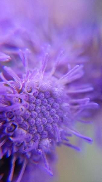 紫花藿香薊花.jpg